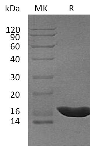 BL-0870NP: Greater than 95% as determined by reducing SDS-PAGE. (QC verified)