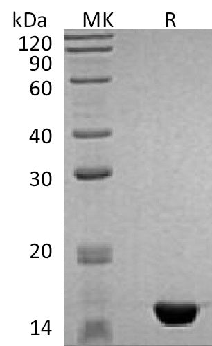 BL-1886NP: Greater than 95% as determined by reducing SDS-PAGE. (QC verified)