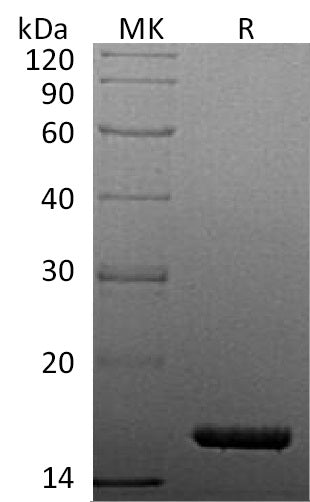 BL-1664NP: Greater than 95% as determined by reducing SDS-PAGE. (QC verified)