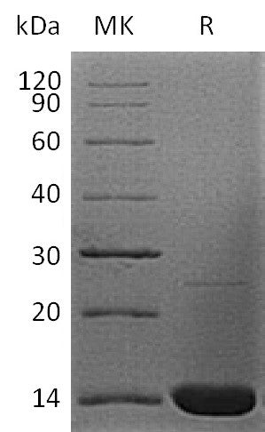 BL-0871NP: Greater than 95% as determined by reducing SDS-PAGE. (QC verified)