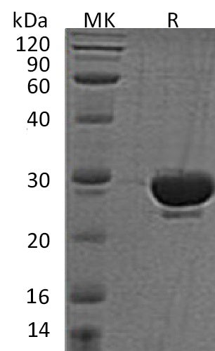 BL-2070NP: Greater than 95% as determined by reducing SDS-PAGE. (QC verified)