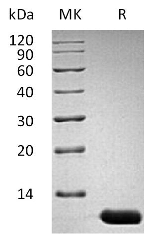 BL-2882NP: Greater than 95% as determined by reducing SDS-PAGE. (QC verified)