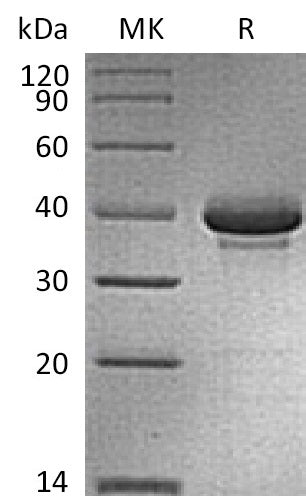 BL-0080NP: Greater than 90% as determined by reducing SDS-PAGE. (QC verified)