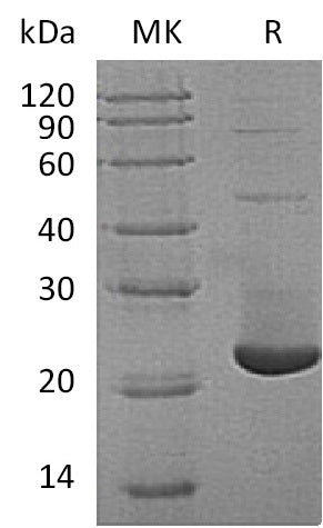 BL-0878NP: Greater than 90% as determined by reducing SDS-PAGE. (QC verified)