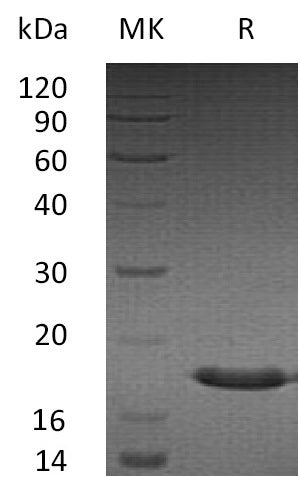 BL-1888NP: Greater than 95% as determined by reducing SDS-PAGE. (QC verified)