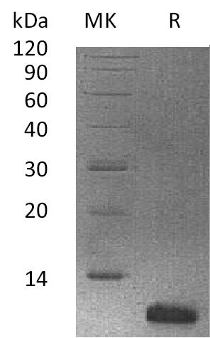 BL-2071NP: Greater than 95% as determined by reducing SDS-PAGE. (QC verified)