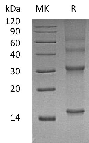 BL-2072NP: Greater than 95% as determined by reducing SDS-PAGE. (QC verified)