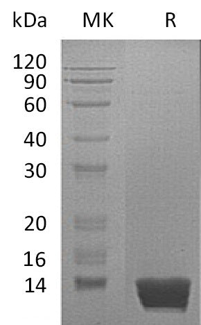 BL-0877NP: Greater than 95% as determined by reducing SDS-PAGE. (QC verified)