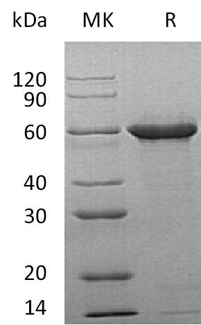 BL-1890NP: Greater than 95% as determined by reducing SDS-PAGE. (QC verified)