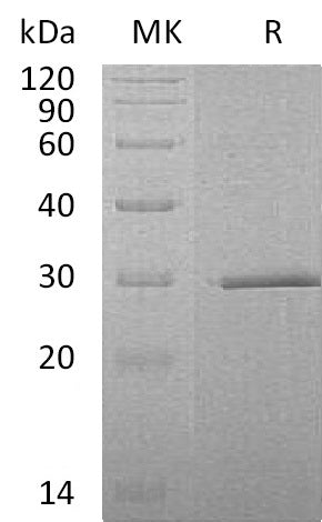 BL-0874NP: Greater than 95% as determined by reducing SDS-PAGE. (QC verified)