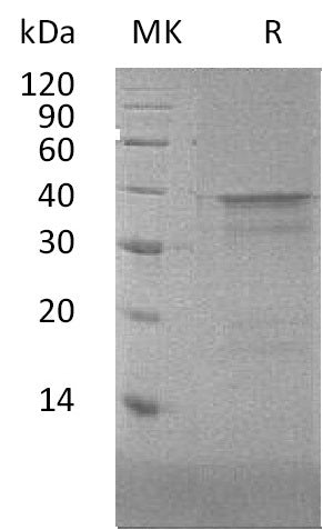 BL-1889NP: Greater than 95% as determined by reducing SDS-PAGE. (QC verified)