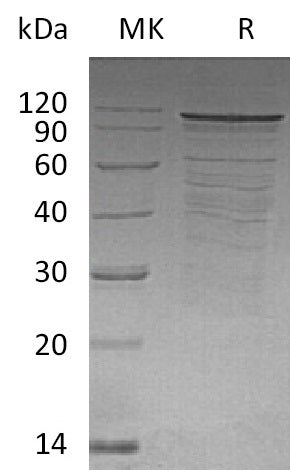 BL-0875NP: Greater than 77% as determined by reducing SDS-PAGE. (QC verified)