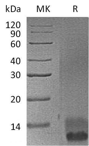 BL-0281NP: Greater than 95% as determined by reducing SDS-PAGE. (QC verified)