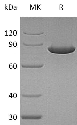 BL-2075NP: Greater than 95% as determined by reducing SDS-PAGE. (QC verified)