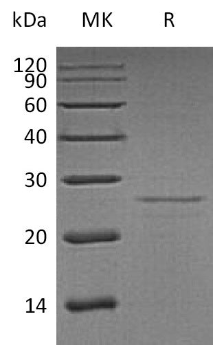 BL-1891NP: Greater than 95% as determined by reducing SDS-PAGE. (QC verified)