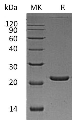 BL-0884NP: Greater than 95% as determined by reducing SDS-PAGE. (QC verified)