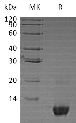 BL-0882NP: Greater than 95% as determined by reducing SDS-PAGE. (QC verified)