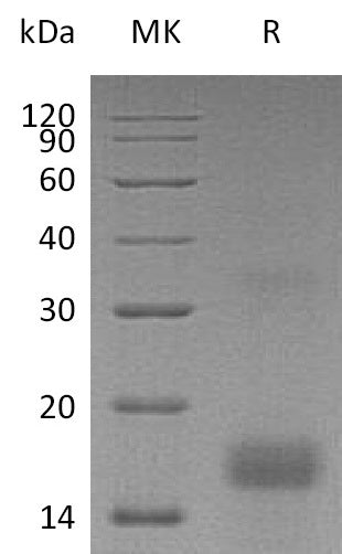 BL-0285NP: Greater than 95% as determined by reducing SDS-PAGE. (QC verified)