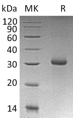 BL-1562NP: Greater than 95% as determined by reducing SDS-PAGE. (QC verified)