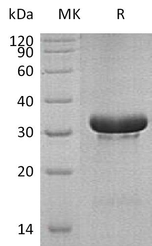 BL-1561NP: Greater than 95% as determined by reducing SDS-PAGE. (QC verified)