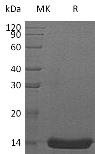 BL-1752NP: Greater than 95% as determined by reducing SDS-PAGE. (QC verified)