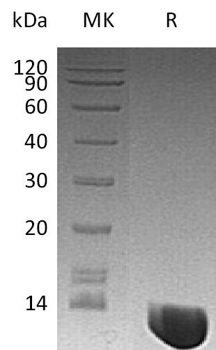 BL-2879NP: Greater than 95% as determined by reducing SDS-PAGE. (QC verified)