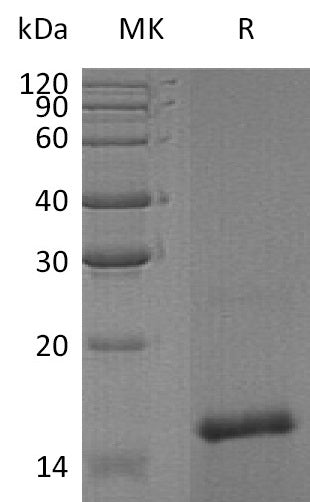 BL-0881NP: Greater than 95% as determined by reducing SDS-PAGE. (QC verified)