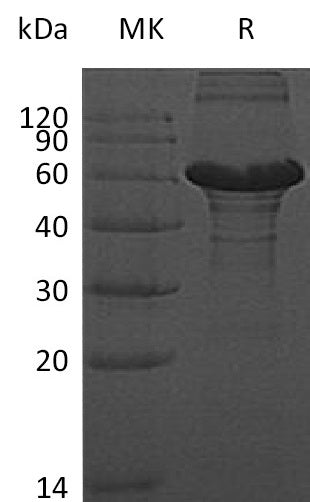 BL-0879NP: Greater than 80% as determined by reducing SDS-PAGE. (QC verified)