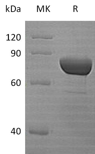 BL-1564NP: Greater than 95% as determined by reducing SDS-PAGE. (QC verified)