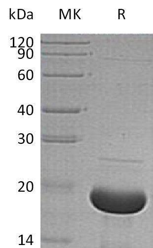 BL-0883NP: Greater than 95% as determined by reducing SDS-PAGE. (QC verified)