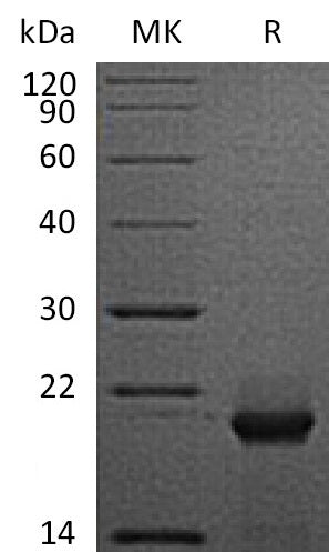 BL-1892NP: Greater than 95% as determined by reducing SDS-PAGE. (QC verified)