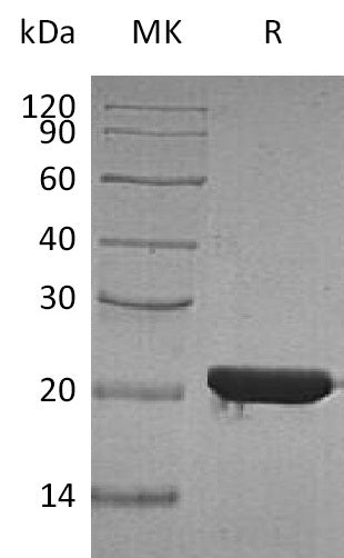 BL-0885NP: Greater than 95% as determined by reducing SDS-PAGE. (QC verified)