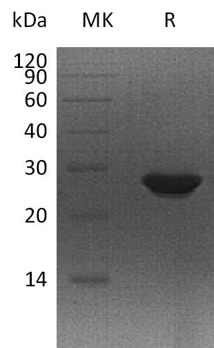 BL-1567NP: Greater than 95% as determined by reducing SDS-PAGE. (QC verified)