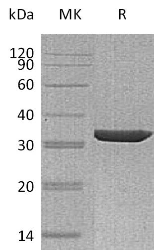 BL-1896NP: Greater than 95% as determined by reducing SDS-PAGE. (QC verified)