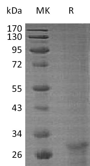 BL-1894NP: Greater than 95% as determined by reducing SDS-PAGE. (QC verified)