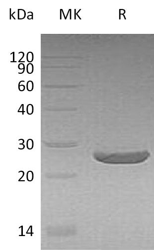 BL-1565NP: Greater than 95% as determined by reducing SDS-PAGE. (QC verified)