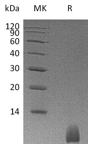 BL-1895NP: Greater than 95% as determined by reducing SDS-PAGE. (QC verified)