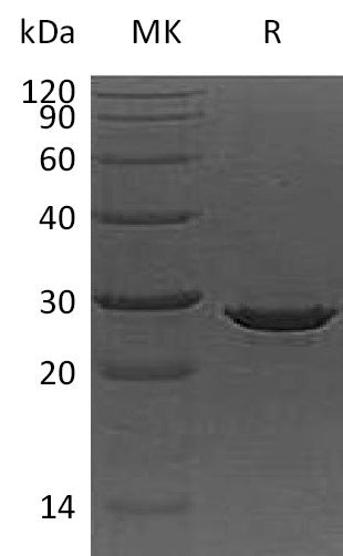 BL-0886NP: Greater than 95% as determined by reducing SDS-PAGE. (QC verified)