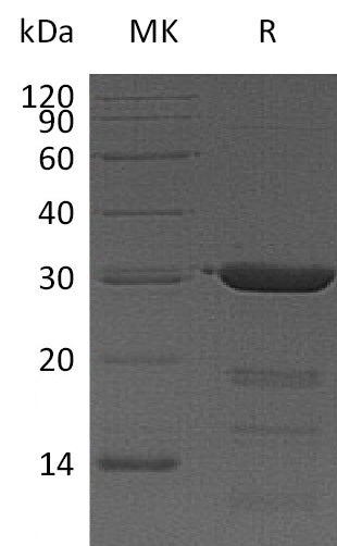 BL-1566NP: Greater than 95% as determined by reducing SDS-PAGE. (QC verified)