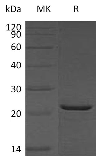 BL-0889NP: Greater than 95% as determined by reducing SDS-PAGE. (QC verified)