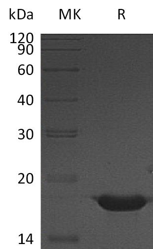 BL-0887NP: Greater than 95% as determined by reducing SDS-PAGE. (QC verified)