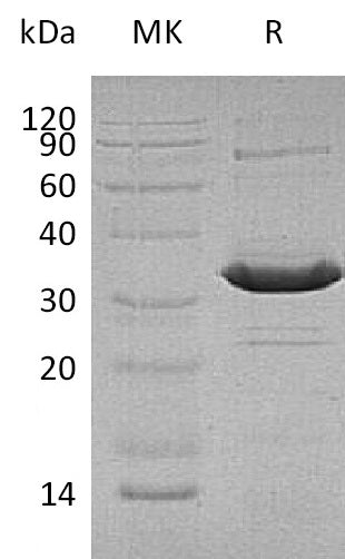 BL-0888NP: Greater than 95% as determined by reducing SDS-PAGE. (QC verified)