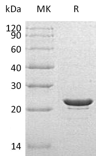 BL-1570NP: Greater than 95% as determined by reducing SDS-PAGE. (QC verified)