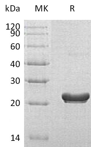 BL-1569NP: Greater than 95% as determined by reducing SDS-PAGE. (QC verified)