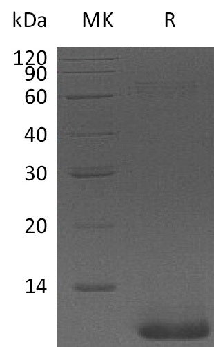 BL-1898NP: Greater than 95% as determined by reducing SDS-PAGE. (QC verified)