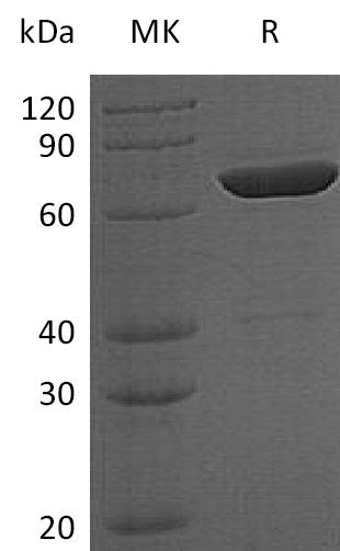 BL-2076NP: Greater than 95% as determined by reducing SDS-PAGE. (QC verified)