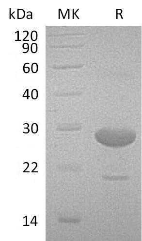 BL-1574NP: Greater than 90% as determined by reducing SDS-PAGE. (QC verified)