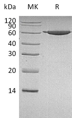 BL-1573NP: Greater than 95% as determined by reducing SDS-PAGE. (QC verified)