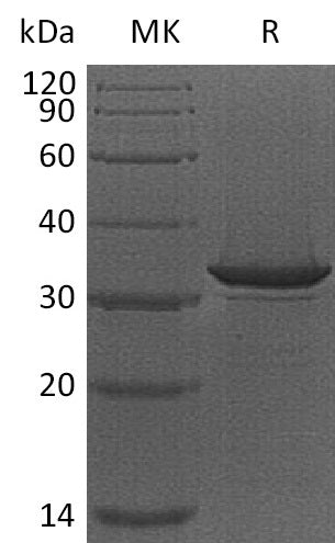 BL-0891NP: Greater than 95% as determined by reducing SDS-PAGE. (QC verified)