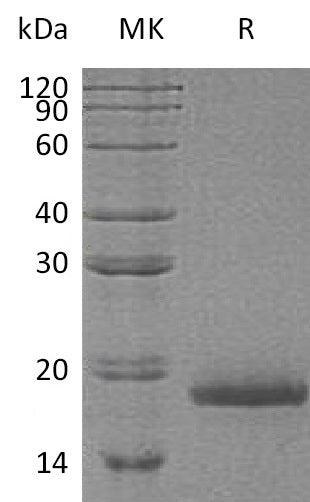 BL-1568NP: Greater than 95% as determined by reducing SDS-PAGE. (QC verified)